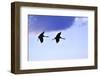 Two Cranes in the Flight-Reiner Bernhardt-Framed Photographic Print