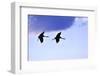 Two Cranes in the Flight-Reiner Bernhardt-Framed Photographic Print