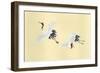 Two Cranes-Haruyo Morita-Framed Art Print