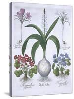 Two Crocuses, Two Hepatica, and a Scilla, from Hortus Eystettensis, by Basil Besler-null-Stretched Canvas
