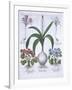 Two Crocuses, Two Hepatica, and a Scilla, from Hortus Eystettensis, by Basil Besler-null-Framed Giclee Print