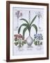 Two Crocuses, Two Hepatica, and a Scilla, from Hortus Eystettensis, by Basil Besler-null-Framed Giclee Print