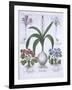 Two Crocuses, Two Hepatica, and a Scilla, from Hortus Eystettensis, by Basil Besler-null-Framed Giclee Print