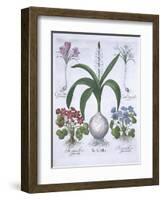 Two Crocuses, Two Hepatica, and a Scilla, from Hortus Eystettensis, by Basil Besler-null-Framed Giclee Print