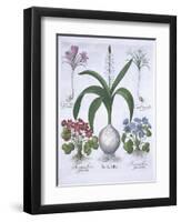 Two Crocuses, Two Hepatica, and a Scilla, from Hortus Eystettensis, by Basil Besler-null-Framed Giclee Print