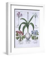 Two Crocuses, Two Hepatica, and a Scilla, from Hortus Eystettensis, by Basil Besler-null-Framed Giclee Print