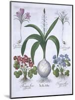 Two Crocuses, Two Hepatica, and a Scilla, from Hortus Eystettensis, by Basil Besler-null-Mounted Giclee Print
