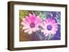 Two Cute Purple Flowers-melking-Framed Photographic Print