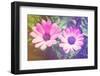 Two Cute Purple Flowers-melking-Framed Photographic Print