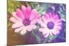 Two Cute Purple Flowers-melking-Mounted Photographic Print