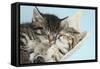 Two Cute Tabby Kittens Asleep in a Hammock-Mark Taylor-Framed Stretched Canvas