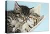 Two Cute Tabby Kittens Asleep in a Hammock-Mark Taylor-Stretched Canvas