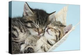 Two Cute Tabby Kittens Asleep in a Hammock-Mark Taylor-Stretched Canvas