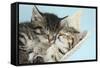 Two Cute Tabby Kittens Asleep in a Hammock-Mark Taylor-Framed Stretched Canvas