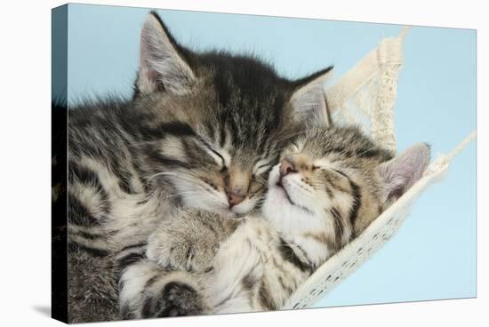 Two Cute Tabby Kittens Asleep in a Hammock-Mark Taylor-Stretched Canvas