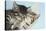 Two Cute Tabby Kittens Asleep in a Hammock-Mark Taylor-Stretched Canvas