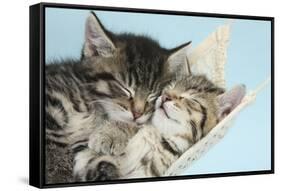 Two Cute Tabby Kittens Asleep in a Hammock-Mark Taylor-Framed Stretched Canvas