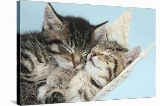 Two Cute Tabby Kittens Asleep in a Hammock-Mark Taylor-Stretched Canvas