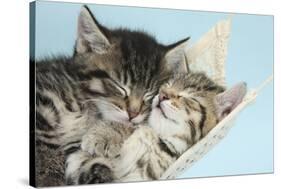 Two Cute Tabby Kittens Asleep in a Hammock-Mark Taylor-Stretched Canvas