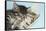 Two Cute Tabby Kittens Asleep in a Hammock-Mark Taylor-Framed Stretched Canvas