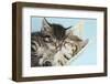 Two Cute Tabby Kittens Asleep in a Hammock-Mark Taylor-Framed Premium Photographic Print