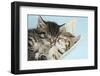 Two Cute Tabby Kittens Asleep in a Hammock-Mark Taylor-Framed Premium Photographic Print