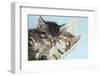 Two Cute Tabby Kittens Asleep in a Hammock-Mark Taylor-Framed Premium Photographic Print