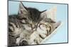 Two Cute Tabby Kittens Asleep in a Hammock-Mark Taylor-Mounted Premium Photographic Print