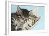 Two Cute Tabby Kittens Asleep in a Hammock-Mark Taylor-Framed Photographic Print