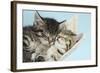 Two Cute Tabby Kittens Asleep in a Hammock-Mark Taylor-Framed Photographic Print