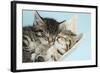 Two Cute Tabby Kittens Asleep in a Hammock-Mark Taylor-Framed Photographic Print