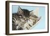 Two Cute Tabby Kittens Asleep in a Hammock-Mark Taylor-Framed Photographic Print