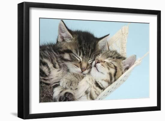 Two Cute Tabby Kittens Asleep in a Hammock-Mark Taylor-Framed Photographic Print