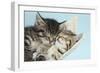 Two Cute Tabby Kittens Asleep in a Hammock-Mark Taylor-Framed Photographic Print