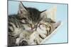 Two Cute Tabby Kittens Asleep in a Hammock-Mark Taylor-Mounted Photographic Print