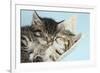 Two Cute Tabby Kittens Asleep in a Hammock-Mark Taylor-Framed Photographic Print