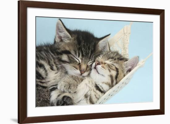 Two Cute Tabby Kittens Asleep in a Hammock-Mark Taylor-Framed Photographic Print