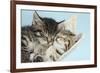 Two Cute Tabby Kittens Asleep in a Hammock-Mark Taylor-Framed Photographic Print