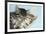 Two Cute Tabby Kittens Asleep in a Hammock-Mark Taylor-Framed Photographic Print