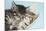 Two Cute Tabby Kittens Asleep in a Hammock-Mark Taylor-Mounted Photographic Print