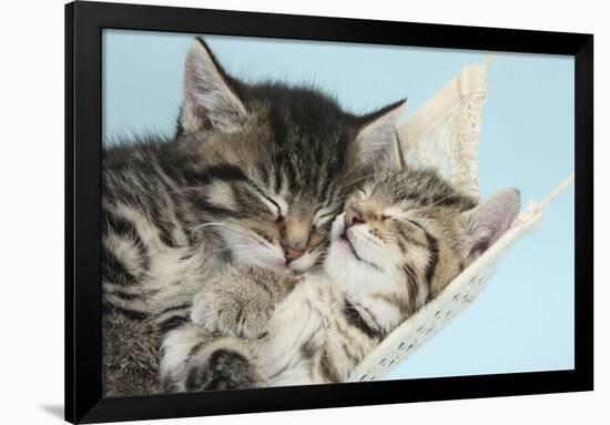 Two Cute Tabby Kittens Asleep in a Hammock-Mark Taylor-Framed Photographic Print