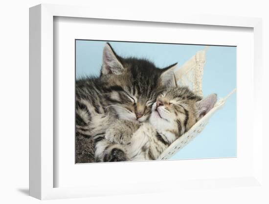 Two Cute Tabby Kittens Asleep in a Hammock-Mark Taylor-Framed Photographic Print