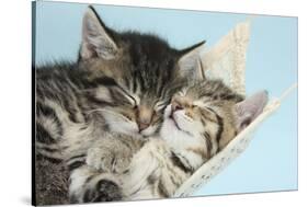 Two Cute Tabby Kittens Asleep in a Hammock-Mark Taylor-Stretched Canvas