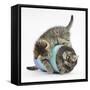 Two Cute Tabby Kittens, Stanley and Fosset, 7 Weeks, Playing with a Tube-Mark Taylor-Framed Stretched Canvas