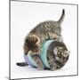 Two Cute Tabby Kittens, Stanley and Fosset, 7 Weeks, Playing with a Tube-Mark Taylor-Mounted Photographic Print