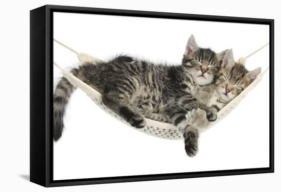 Two Cute Tabby Kittens, Stanley and Fosset, 7 Weeks, Sleeping in a Hammock-Mark Taylor-Framed Stretched Canvas