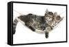 Two Cute Tabby Kittens, Stanley and Fosset, 7 Weeks, Sleeping in a Hammock-Mark Taylor-Framed Stretched Canvas