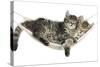 Two Cute Tabby Kittens, Stanley and Fosset, 7 Weeks, Sleeping in a Hammock-Mark Taylor-Stretched Canvas