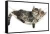 Two Cute Tabby Kittens, Stanley and Fosset, 7 Weeks, Sleeping in a Hammock-Mark Taylor-Framed Stretched Canvas