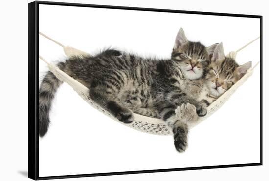 Two Cute Tabby Kittens, Stanley and Fosset, 7 Weeks, Sleeping in a Hammock-Mark Taylor-Framed Stretched Canvas